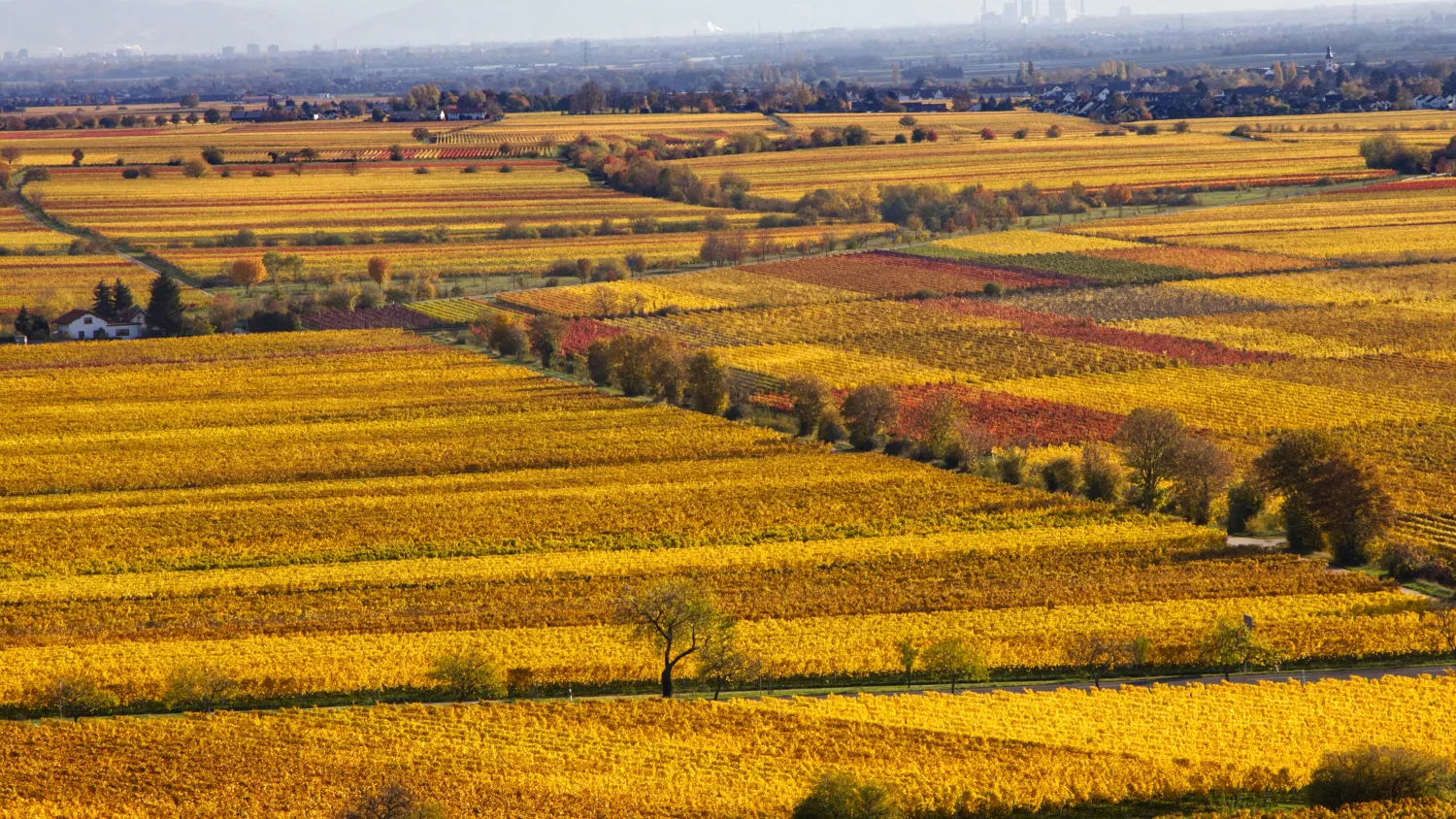 Felder im Herbst in Rheinland Pfalz
